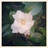 sparkle_bomb's profile image