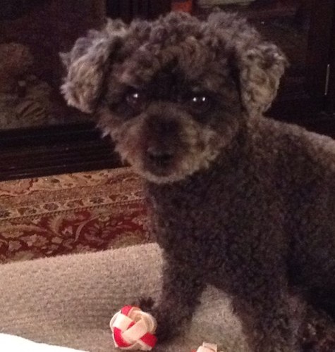 ldinkc's profile picture. 