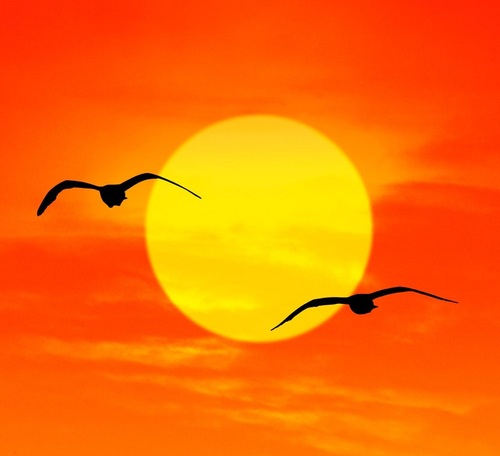 soumitrosarkar's profile picture. 