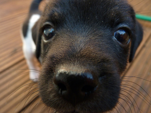 I'm Ollie the Jack Russell. I live in Southampton, UK with my mummy and daddy. I'm 3 months old but I still have my own pawsonal blog http://t.co/dBglCMr0Ns !