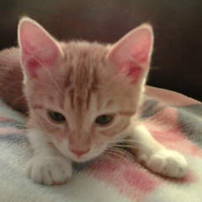 rikinin's profile image