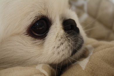 youme_haku's profile picture. またに呟いてみる。統一感無ヒ。