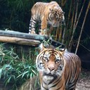 Lachlan Hicks - @HicksLachlan - Twitter