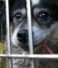 静岡県御殿場市を中心に犬猫の飼育放棄・殺処分ゼロのため生きた人間に直接事実をうったえる運動をしています。小山町多頭飼育現場の犬救済中　脱飼育放棄 脱飼い殺し 脱悪質ブリーダー 脱自家繁殖 脱殺処分 本気よ