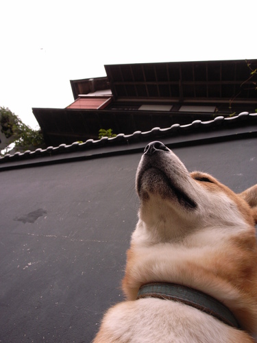 まめぞう Mamezou7 Twitter