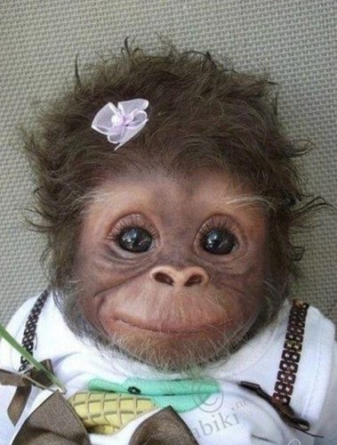 Oi eu sou uma macaca muito linda mas nao sei escrever entao .. uhuhuuuuuaaááá