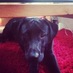 Neethi (@neethisheela) Twitter profile photo