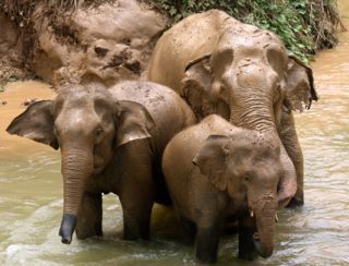 Located in Thailand, BLES is devoted to creating a safe & natural environment for elephants. No shows, no tricks - Just elephants being elephants.