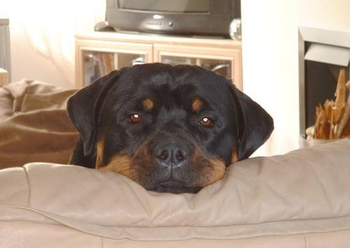 webxpert4u's profile picture. Ravi Charan, Nandri, Jodhpur