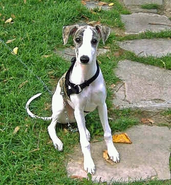 Just someone who loves Whippets and Iggies best dogs ever