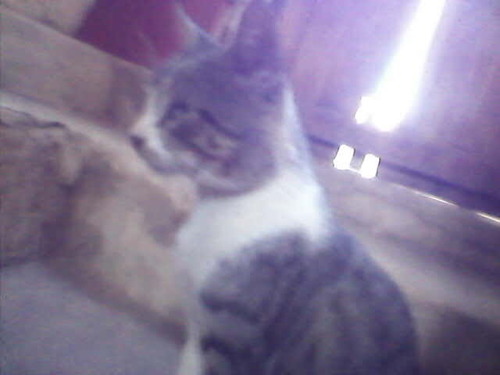 Minhal-Twitter criado pelo @rian_rebelde1 Me sigam!!!!!!!Minhall