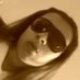 evelise (@evelise_felicia) Twitter profile photo evelise (@evelise_felicia) Twitter profile photo