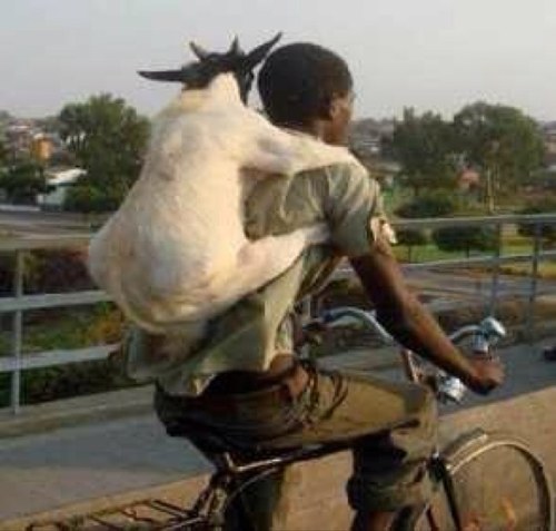 fadiato's profile picture. 