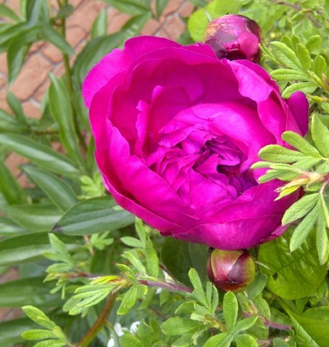 SallySiegner's profile picture. 