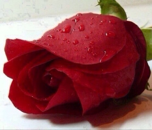 abo_sla7's profile picture. 