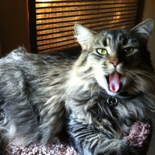 cat_lyfe's profile picture. Just a cat livin life.