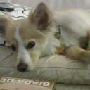 Candice Chan - @widenerdog - Twitter