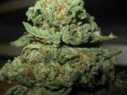 I am Buddy Kush bitch that's who. I get high with Latinas.