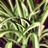 belmad1's profile image
