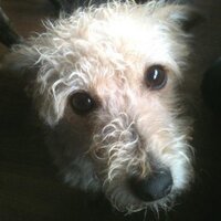 Islay Dog Rescue (@islaydog) 's Twitter Profile