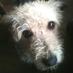 Islay Dog Rescue (@islaydog) Twitter profile photo Islay Dog Rescue (@islaydog) Twitter profile photo