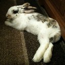 hazel page - @hazel_co - Twitter