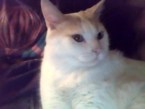 pinto_m1's profile picture. I am a cat.