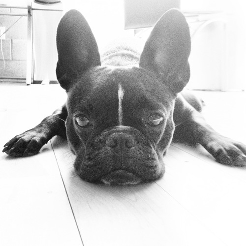 DoggyStandUp's profile picture. Give me peanut butter or give me death.