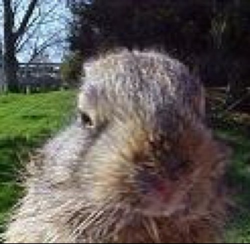 Old punker & cat wrangler that likes salsa vinyl, Chomsky, drunken days on beach. Dislikes pumpkin pie & corpo control of gov. PIC is baby bunny. I am for them!