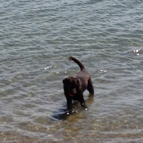 pattygollogly's profile picture. 