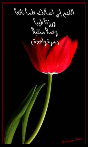 ahmed9919's profile picture. 