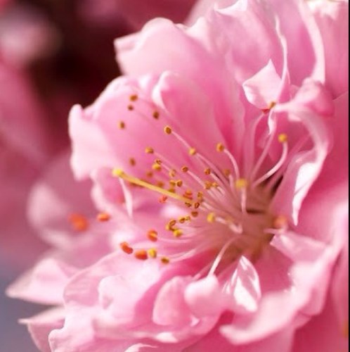 Coni_Alma's profile picture. 