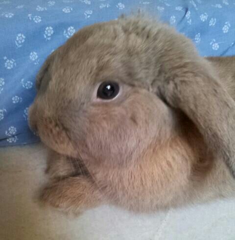 josytham's profile picture. 