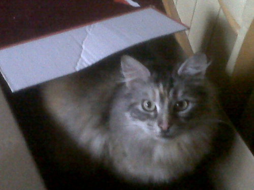 sarah1blue2's profile picture. 