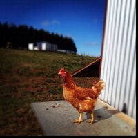 Jim & Jacqui Steele (@egganic) 's Twitter Profile