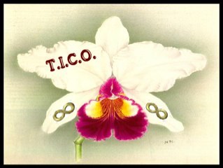 OrchidCrew's profile picture. Please email us anything you need advice for at TheInfiniteCattleyaOrchids@gmail.com