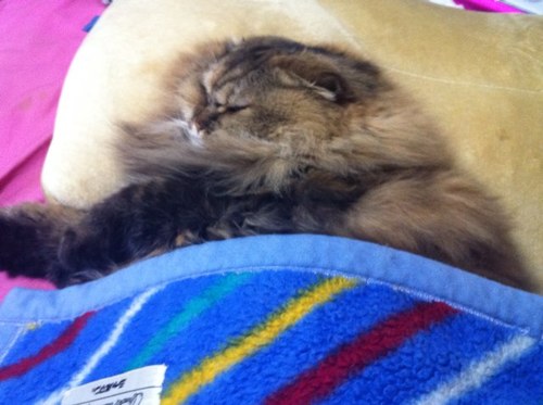 Diesirae630's profile picture. 