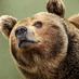 A Home For Bears (@litigiousape) Twitter profile photo