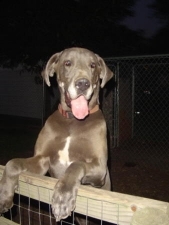 mygreatdanes's profile picture. I Love My Great Danes!