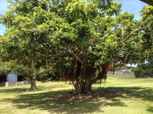 JapaneseCyclone's profile picture. 作業療法士