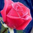 devanshi parikh - @devanshi_parikh - Twitter