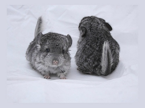 Mpitomnik1's profile picture. Официальный микроблог питомника Пушистый Любимец Продажа шиншилл и консультации