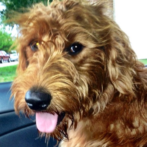 spodoodle's profile picture. 