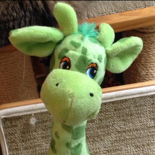 3greengiraffes's profile picture. 