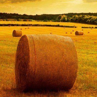 mud_bogging's profile picture. Follow Me, I'll Follow Yhu!