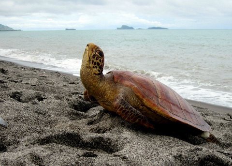 Sea Turtle Harbor 
A wife, mother, aunt, sister, friend and human-mom to dogs, cats & turtles...  :D
A sea-turtle advocate!!!