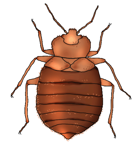 #Discreet and #effective removal of #BEDBUGS that is #guaranteed and #affordable. Find a #bedbug introduction before it becomes an #infestation. 305-233-2847