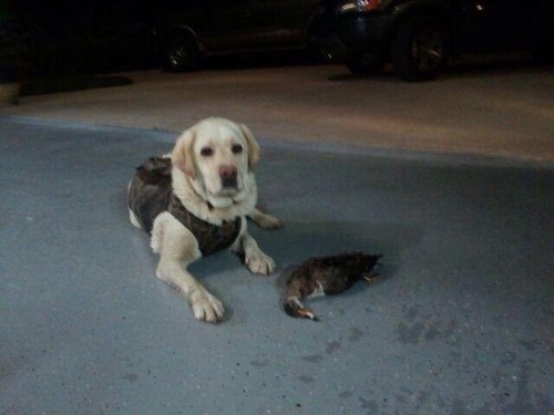 tgolden10's profile picture. 