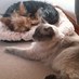 Susan Allerton (@susieallerton) Twitter profile photo