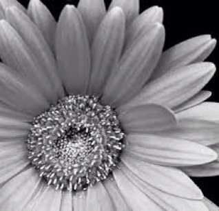 tiffanymrice's profile picture. Give a girl the right shoes, and she can conquer the world. ~Marilyn Monroe